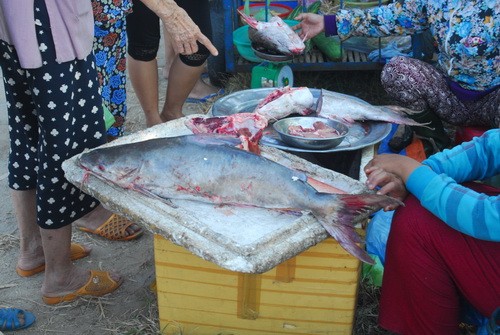 Cá thiều được thương lái bán tại chợ Vinh Hiền