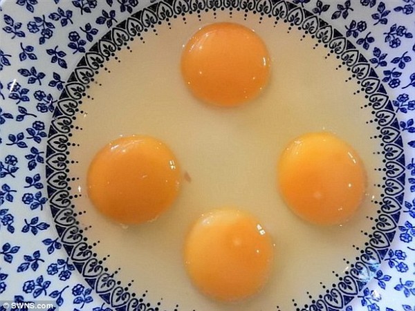 Ngạc nhiên quả trứng gà 4 lòng đỏ