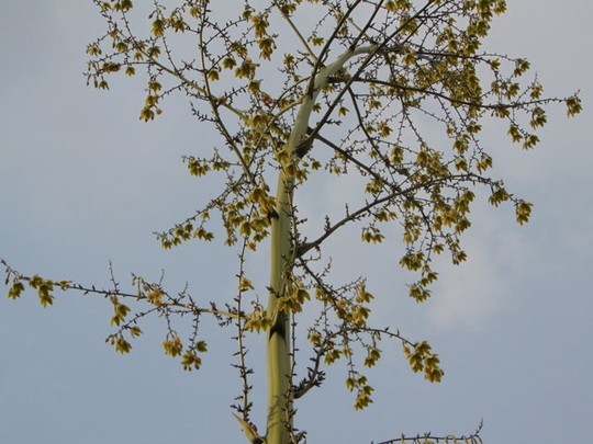 Kỳ lạ cây kiểng mỗi ngày cao thêm 20cm
