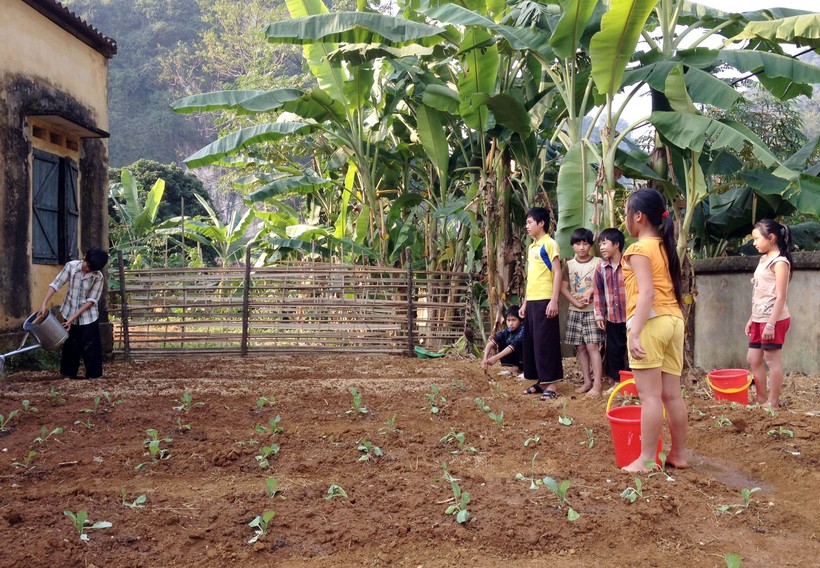 HS Trường THCS Thu Cúc (Tân Sơn,  Phú Thọ) chăm sóc vườn rau sau giờ học