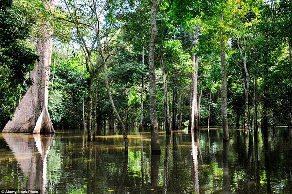 Bí ẩn thành phố chìm dưới lòng sông Amazon làm đau đầu các nhà khoa học.