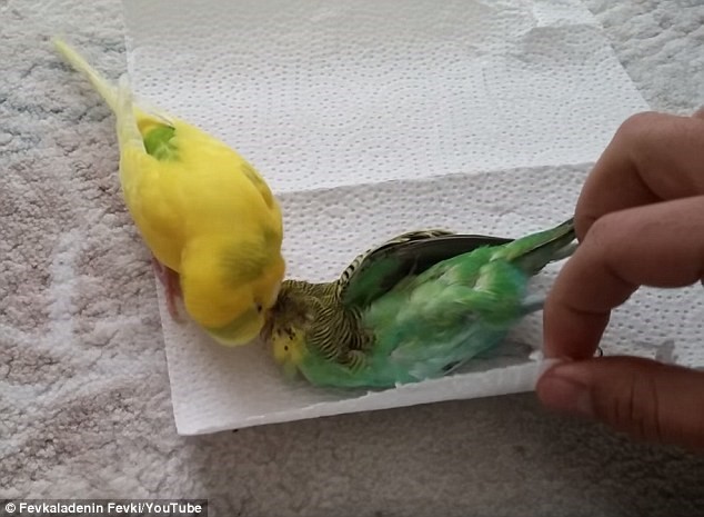 Chú chim yến phụng đau khổ khi chứng kiến cái chết của bạn