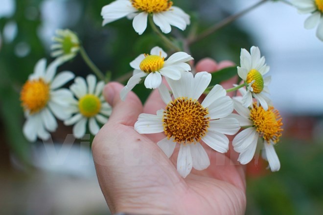 Chiêm ngưỡng cây hoa dã quỳ trắng độc nhất vô nhị ở Đà Lạt