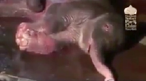 Voi mẹ vật vã “hô hấp” cứu voi con mới sinh  