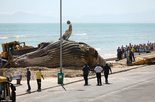 Bí ẩn xác cá voi lưng gù dài hơn 14m trôi dạt buộc bãi biển phải đóng cửa dịp Giáng sinh