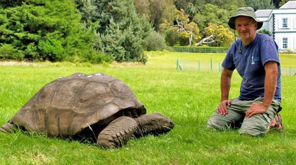 Cụ rùa già nhất thế giới 183 tuổi vẫn đang sống khỏe mạnh   