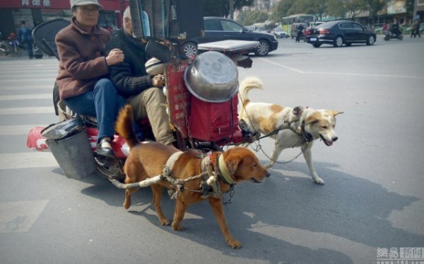 Chiếc xe chó kéo nổi như cồn trên cộng đồng mạng Trung Quốc  