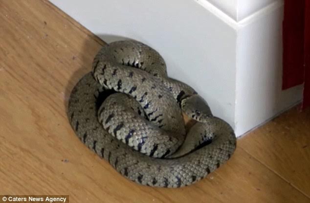 Hết hồn khi thấy rắn vô tư nằm ngủ trong nhà  
