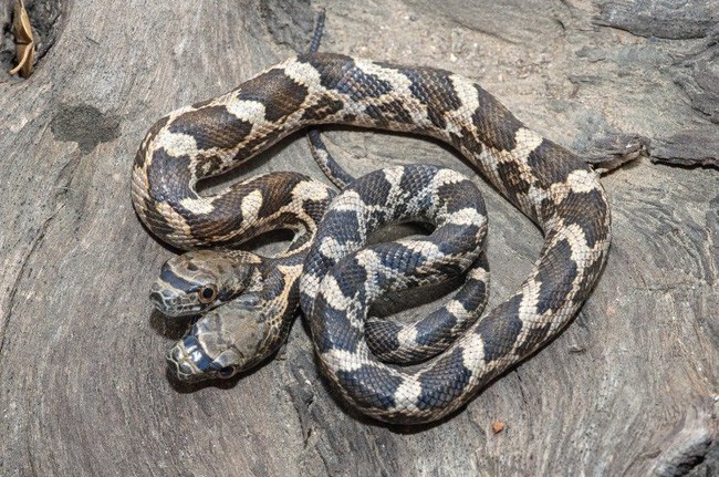 Con rắn hai đầu, hai mặt mới được tìm thấy ở Kansas (Mỹ)