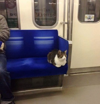 Chú mèo "cô đơn" nhất nước Nhật ngày ngày đi tàu điện 1 mình  