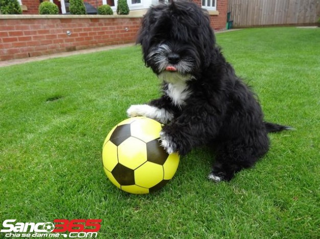 Sửng sốt chứng kiến chú chó chơi bóng như Ronaldo 
