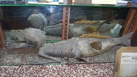 Tiên cá Fiji - trò lừa nổi tiếng trong lịch sử