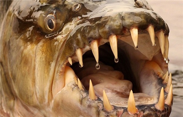 Hoảng hốt loài thủy quái ăn thịt người được nuôi như cá cảnh ở Hà Nội