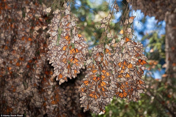 Hàng tỷ con bướm phủ kín cả một khu rừng 