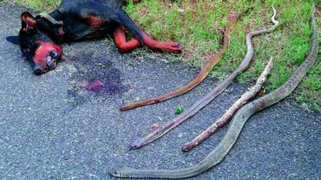 Chó dũng cảm hy sinh mạng sống, cắn chết 4 rắn độc để bảo vệ chủ 