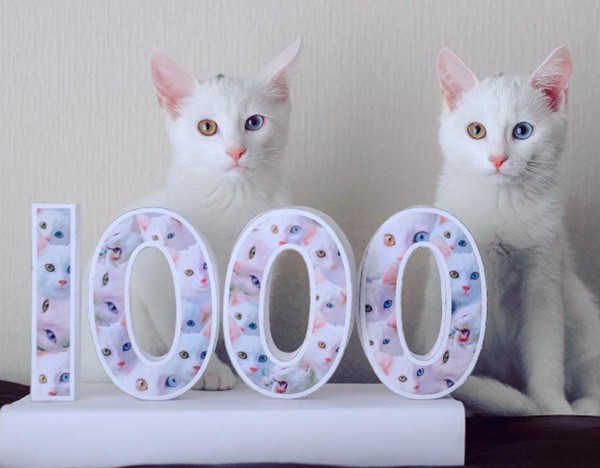 Đây đích thị là cặp mèo sinh đôi đẹp nhất thế giới đang khiến cộng động mạng “điên đảo“