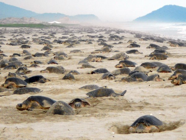 Kỳ thú hàng nghìn con rùa Golfinas “đổ bộ” vào bờ biển Mexico
