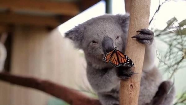 “Tình bạn” đặc biệt giữa chú gấu túi và con bướm