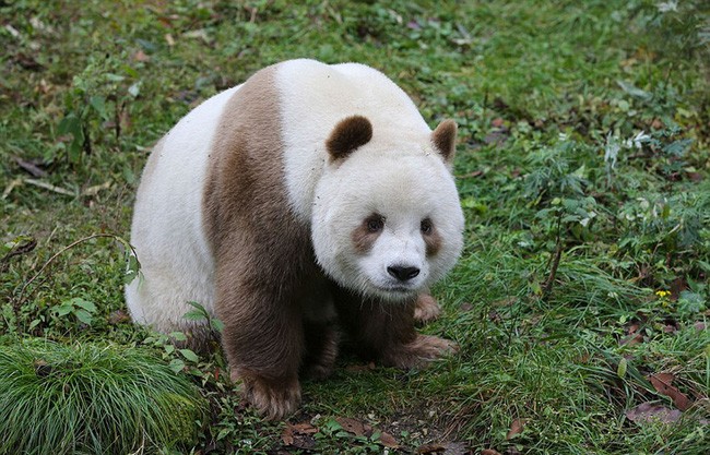 Chú gấu trúc sở hữu bộ lông nâu duy nhất trên thế giới