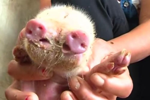 Con lợn dị dạng sinh ra với 2 mõm, 3 mắt 