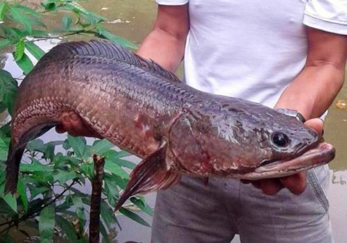 Bất ngờ bắt được cá lóc "khủng" hơn 7kg trong ao nhà  