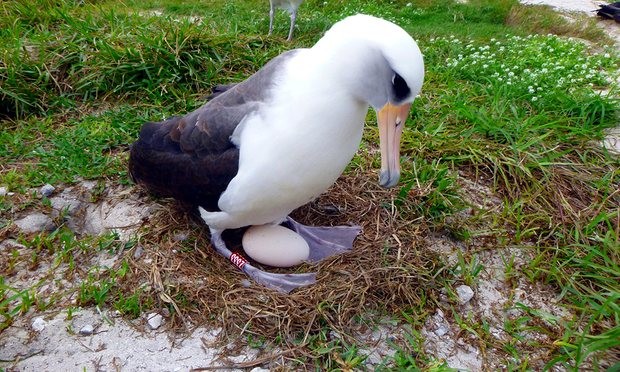 Wisdom, chim biển già nhất thế giới vừa đẻ trứng ở tuổi 66