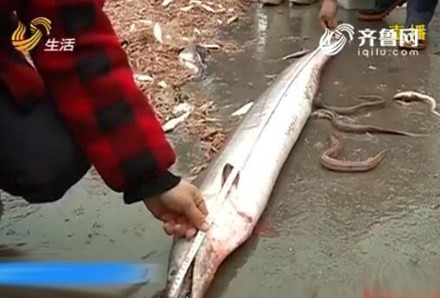 Ngư dân Trung Quốc bắt được lươn ‘khủng’ dài gần 2m 