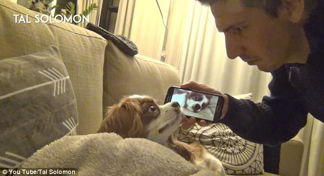 Chú chó tỏ vẻ sửng sốt khi Solomon bật đoạn video. (Nguồn: YouTube).