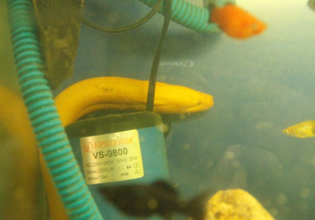 Kỳ lạ lươn có màu vàng óng  