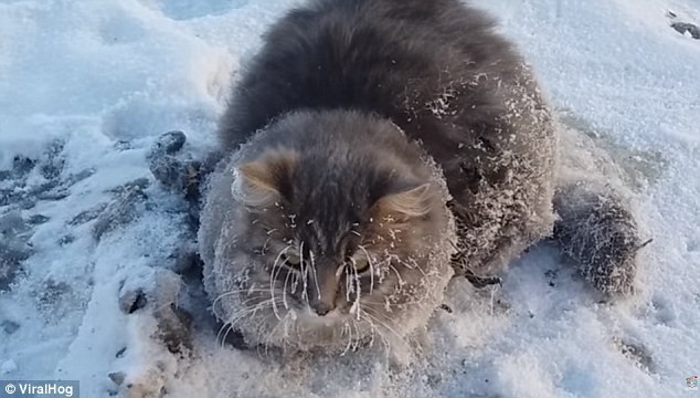 Chú mèo may mắn được cứu sống khi đang bị đóng băng  