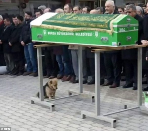 Chú chó trung thành quyết không rời quan tài và mộ sau khi chủ qua đời  