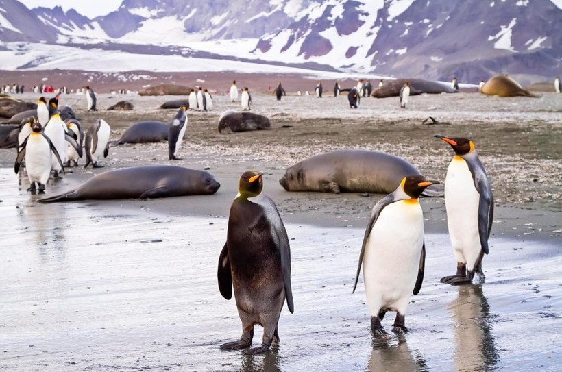 Chim cánh cụt mắc bệnh lạ khiến da “đổi trắng thay đen”