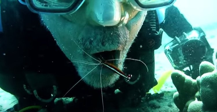 Kinh ngạc cảnh tôm làm sạch răng miệng cho thợ lặn 