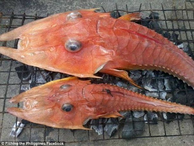 Bắt được 3 cá “bọc thép” màu cam kì lạ ở biển Australia 
