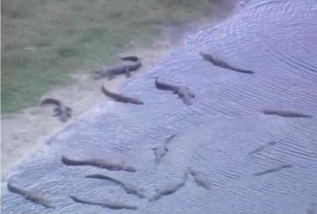 Kinh hoàng cá sấu lúc nhúc trong hố tử thần tại Florida  