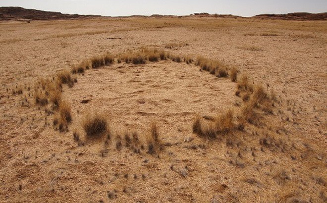 Bí ẩn những vòng tròn kỳ quái ở Namibia đã tìm ra lời giải?