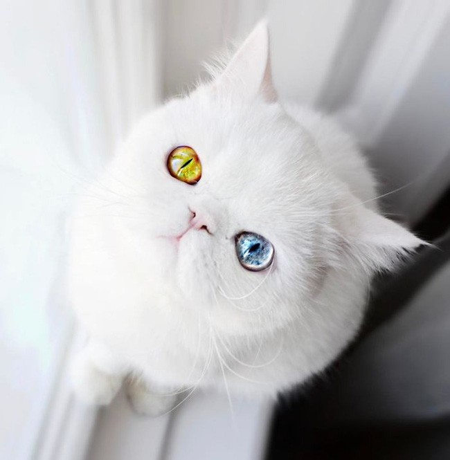 Chú mèo xinh đẹp sở hữu đôi mắt hai màu lấp lánh tựa pha lê | Báo ...