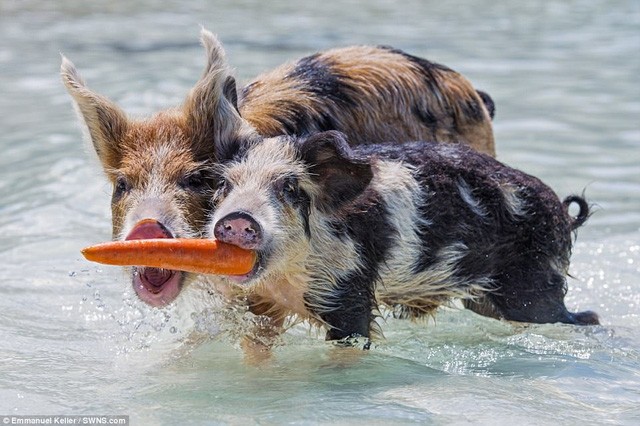 Hai con lợn tranh giành nhau một củ cà rốt trong cuộc chiến đồ ăn không khoan nhượng