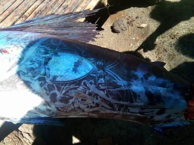 Có thể thấy hình ảnh tấm khiên và hoa văn uốn lượn rõ nét trên thân của con cá.