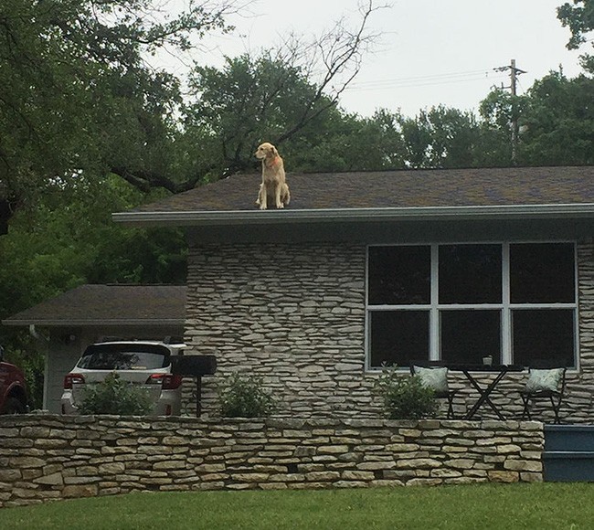 Chú chó Huckle rất thích trèo lên mái nhà để nhìn ngắm xung quanh.