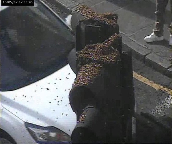 Đàn ong làm tổ trên cột đèn giao thông ở thành phố London.