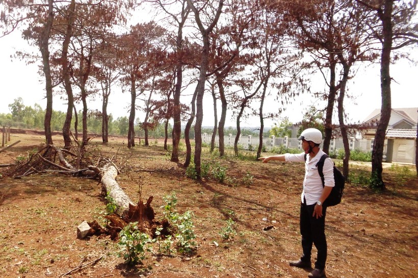 Lực lượng chức năng phát hiện 102 cây thông bị chết