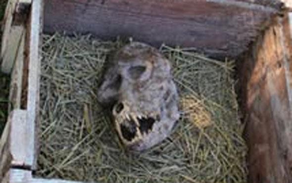 Hộp sọ được tìm thấy trong chiếc hộp khóa kín. Đối chiếu với ảnh chụp hộp sọ khỉ đầu chó và hộp sọ chó sói bên trên. (Ảnh: Internet).