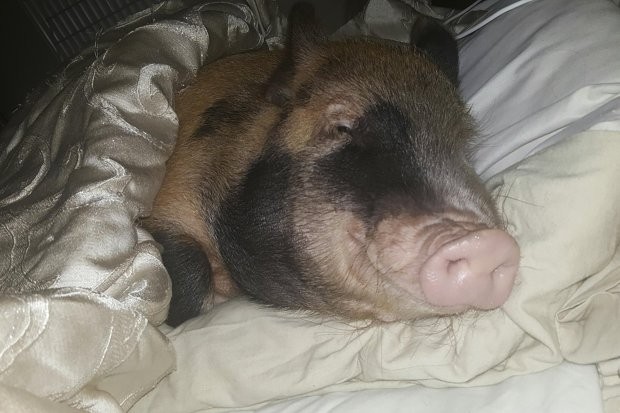 Đôi vợ chồng khác người hằng đêm ôm lợn với chồn hôi ngủ chung giường