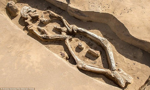 Bộ xương 1.300 năm của người đàn ông có tư thế chết rất kỳ lạ. Ảnh: Siberian Times.
