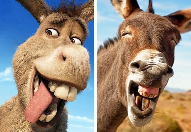 Nụ cười hở răng khoe lợi của chú lừa Donkey trong phim quái vật Shrek có lẽ lấy cảm hứng từ chính anh bạn bên phải.