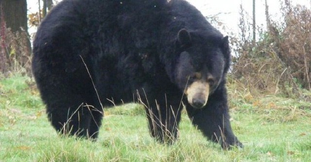 Một con gấu đen đã tấn công nhân viên trại hè ở Mỹ (Ảnh minh họa)