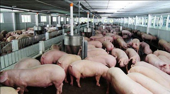 Do giá lợn tăng nhanh nên hiện nhiều hộ chăn nuôi đã “găm” lại để chờ giá tăng thêm