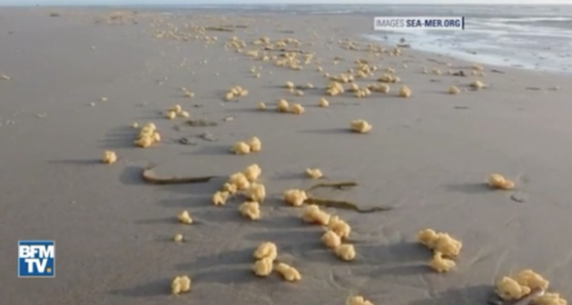 Hàng triệu "vật thể lạ" màu vàng và trông như xốp dải khắp bãi biển.