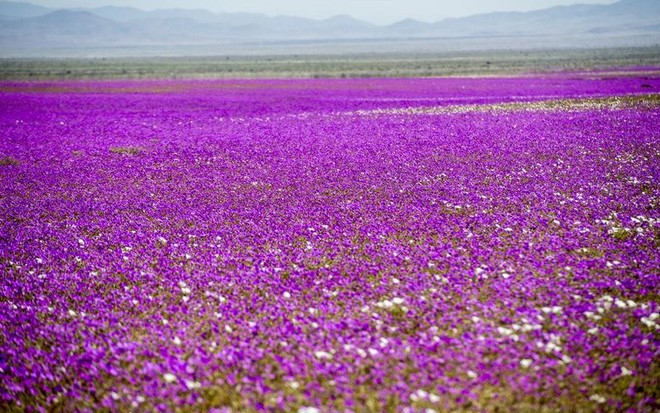 Muôn hoa đua nở rực rỡ sắc màu ở sa mạc khô cằn nhất thế giớ